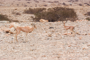 Reserva de Jabal Samhan