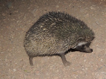 La vida silvestre en El Sultanato de Omán