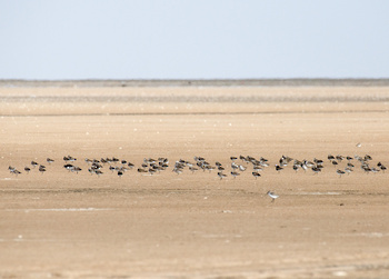 Reserva de Humedales