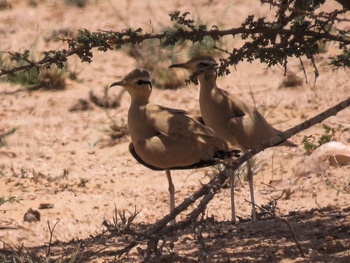 Naturreservat Al Wusta – Haima