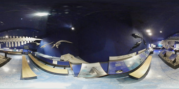 Musée d\'histoire naturelle
