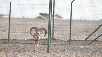 Naturreservat Al Wusta – Haima