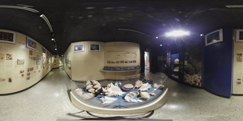 Musée d\'histoire naturelle