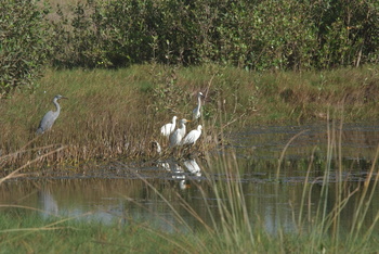 Naturreservat Khor Awqad
