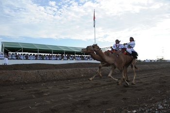 Chevaux et dromadaires 