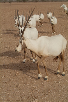 Naturreservat Al Wusta – Haima