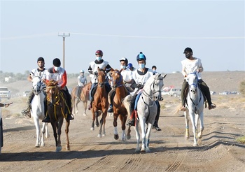 Chevaux et dromadaires 