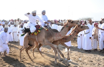 Camel Racing
