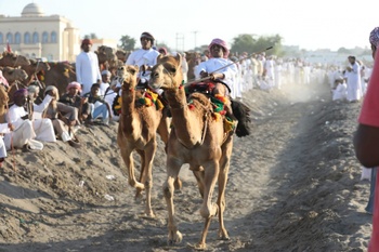Camel Racing
