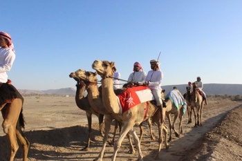 Camel Racing