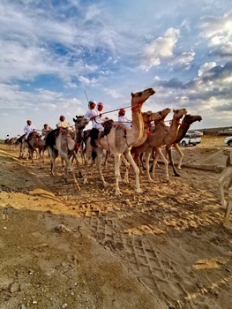 Camel Racing