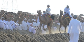 Chevaux et dromadaires 