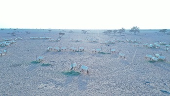 Naturreservat Al Wusta – Haima