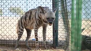 アル・ウスタ県ヒマ地方の動植物自然保護区