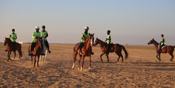 Camel Racing