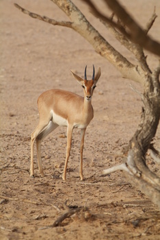 Naturreservat Al Wusta – Haima