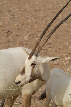 Naturreservat Al Wusta – Haima