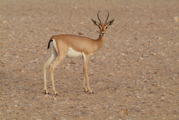 Naturreservat Al Wusta – Haima