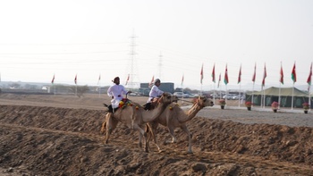 Chevaux et dromadaires 