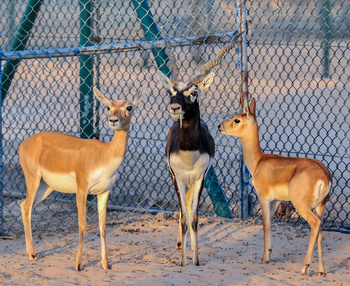 Naturreservat Al Wusta – Haima