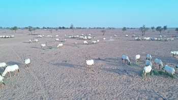 Naturreservat Al Wusta – Haima
