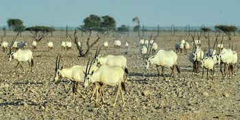 Naturreservat Al Wusta – Haima