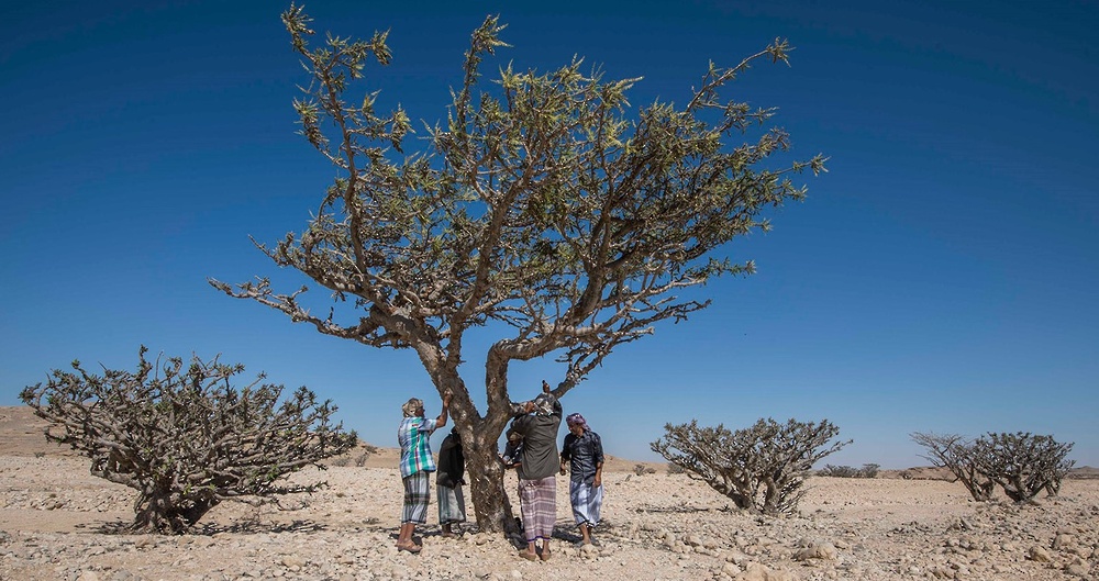 Das Sultanat Oman registriert omanischen Weihrauch international als geografische Angabe bei der Weltorganisation für geistiges Eigentum (WIPO)